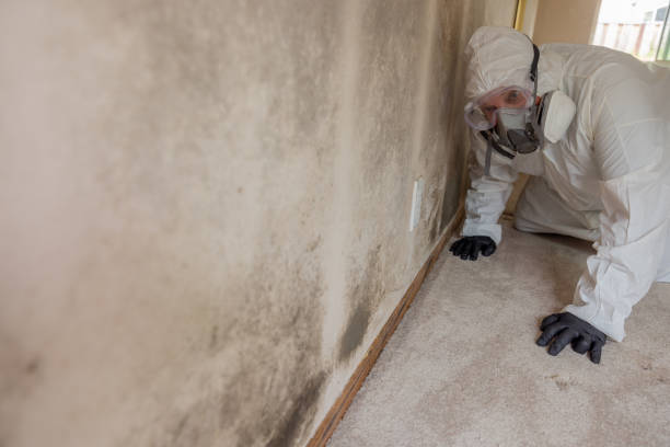 Asbestos and Lead Testing During Mold Inspection in Reedley, CA